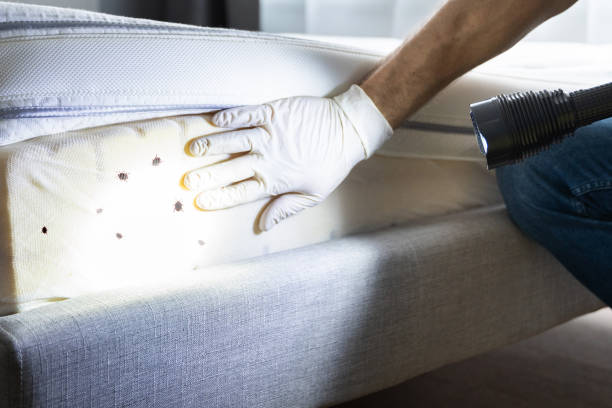 Best Affordable Pest Control Services  in Denison, IA